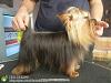 teacup yorkie-60783579.jpg