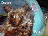 Where does your Yorkie sleep?-slipperbed.jpg