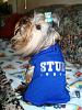 I finally found one....at Toys R Us no less!-8-30-08-toby-his-stud-shirt.jpg