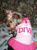 I finally found one....at Toys R Us no less!-8-30-08-halle-diva-dress.jpg