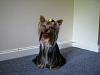 Princess Pixie Pooh, sitting pretty...-pixie-2.jpg