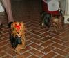 Brooke is scared of a Yorkie Marionette!!-yorkie-marionette-4.jpg