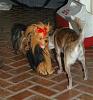 Brooke is scared of a Yorkie Marionette!!-yorkie-marionette-3.jpg