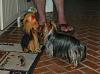 Brooke is scared of a Yorkie Marionette!!-yorkie-marionette-5.jpg