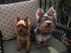My Yorkie puppy is way bigger than I thought he'd be..-brothers.jpg