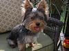My Yorkie puppy is way bigger than I thought he'd be..-ranger1.jpg