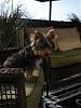 My Yorkie puppy is way bigger than I thought he'd be..-ranger2.jpg