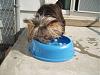 Bobbing for Ice Cubes.........-9-1-08-toby-bobbing-ice.jpg