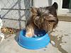 Bobbing for Ice Cubes.........-9-1-08-toby-pawing-ice-cube.jpg