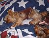 Cupcake Yorkies!-wrigley..jpg