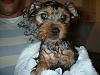 New pics of Twinkle (Before her bath)-008-1.jpg