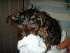 New pics of Twinkle (Before her bath)-009-1.jpg