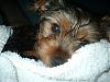 New pics of Twinkle (Before her bath)-012.jpg