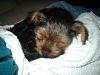 New pics of Twinkle (Before her bath)-013.jpg