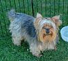 My Yorkie puppy is way bigger than I thought he'd be..-4th-july-2008-15.jpg