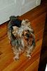 My Yorkie puppy is way bigger than I thought he'd be..-doggies-hanging-out-2.jpg