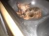 Sugar gets a bath-picture-040.jpg