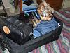 Gizmo's Adventures in Corpus Christi-suitcase2.jpg