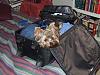 Gizmo's Adventures in Corpus Christi-suitcase3.jpg