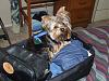 Gizmo's Adventures in Corpus Christi-suitcase1.jpg