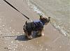 Gizmo's Adventures in Corpus Christi-ocean3.jpg