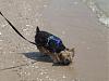 Gizmo's Adventures in Corpus Christi-ocean1.jpg