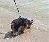 Gizmo's Adventures in Corpus Christi-ocean5.jpg