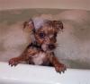 Thursday Guess The Yorkie-secondbath12bo.jpg