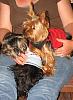 Remy/Milo brotherly love-deck-puppy-lap.jpg