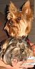 Remy/Milo brotherly love-deck-pup-totem.jpg