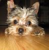 Post Your Fave Pic of Your Yorkie Here!-img_5421.jpg