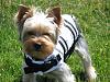 Ranger's long-lost brother!!! This is why I LOVE YorkieTalk!!!!-rangers-lifejacket-002.jpg