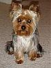 Ranger's long-lost brother!!! This is why I LOVE YorkieTalk!!!!-harley2.jpg