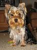 Ranger's long-lost brother!!! This is why I LOVE YorkieTalk!!!!-ranger21008-006.jpg
