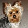 Ranger's long-lost brother!!! This is why I LOVE YorkieTalk!!!!-harley3.jpg