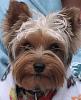 Ranger's long-lost brother!!! This is why I LOVE YorkieTalk!!!!-junecamping-077.jpg