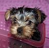 This Just Can't Be Happening!!!-b-matisse-8-weeks-old-7-ccb.jpg