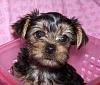 This Just Can't Be Happening!!!-b-kizzie-8-weeks-old-6-b.jpg