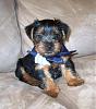 Alfie is 10 weeks now... and WOW has he changed.-5-weeks-alfie-playing-pretty2.jpg