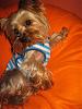 Stedman has a cute new shirt! He is Mr. Seadog!-21.jpg