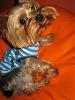 Stedman has a cute new shirt! He is Mr. Seadog!-35.jpg