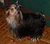 Gypsy in Mexico at almost one year and 3 months old-gypsy-006.jpg