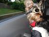 Doggles!-maggie-doggles-1.jpg