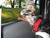 Doggles!-maggie-doggles-2.jpg