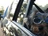 Doggles!-maggie-doggles-3.jpg