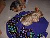 Wrigley in her new Napsak from Cindy (Chattiesmom)!-wrigley-napsak2.jpg