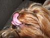 Everyone LOVES the tongue pics... POST YOUR FAVS!!-102.jpg