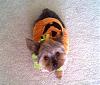 Bandit, in 1 out of 2 of his Halloween costumes-pumpkin.jpg