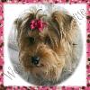 Tinker in her new bow today Pics!-tinkerforum.jpg