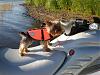 Some random pics of my furbaby!-upnorth-006.jpg